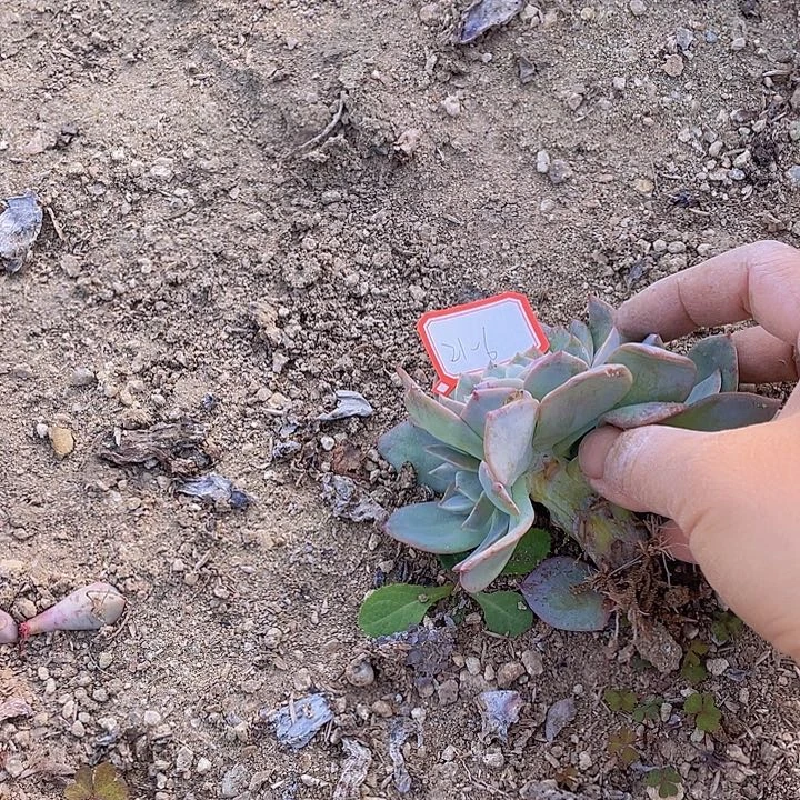 招****白凤缀化21～6号的