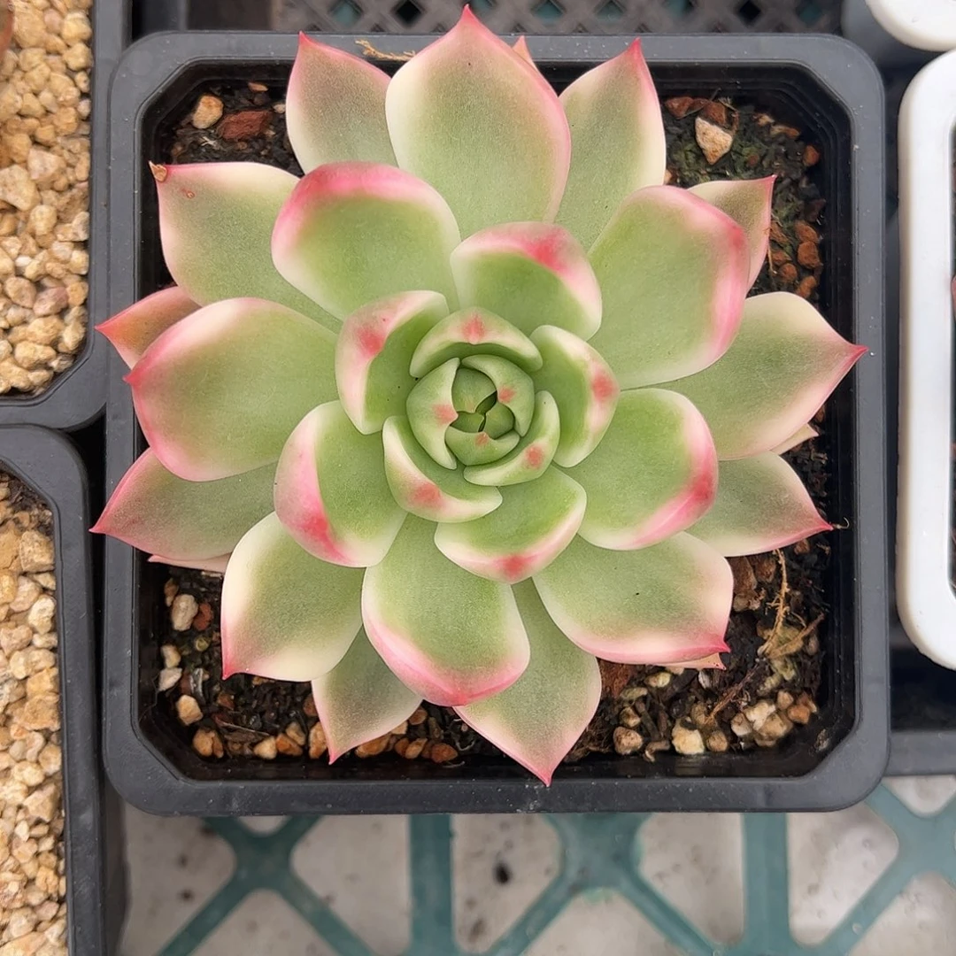 灵魂锦 婕宝一物一拍