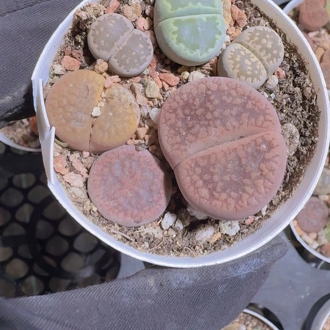 精品生石花多肉植物