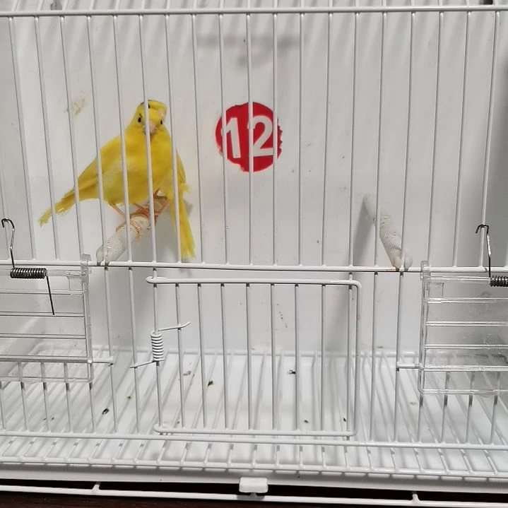 虎皮鹦鹉冯*强蜡黄微杂一对