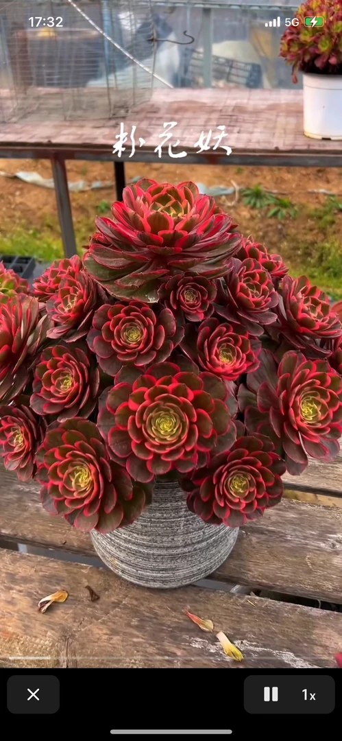 多肉植物夜宴法师锦