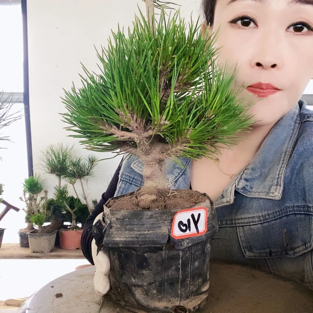 无花朵植物形态多年生草本