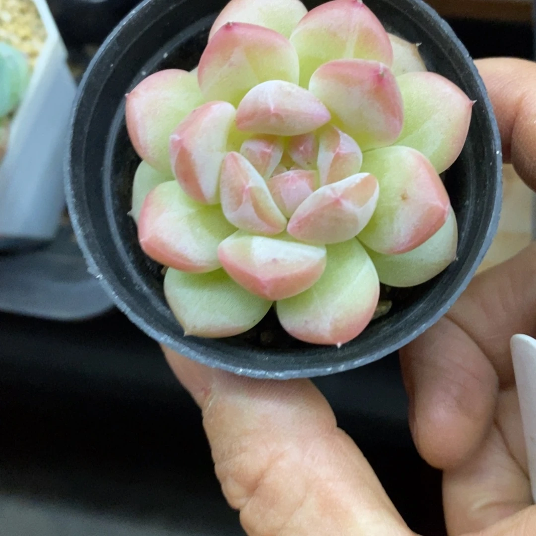 精品多肉一物一拍不包整209