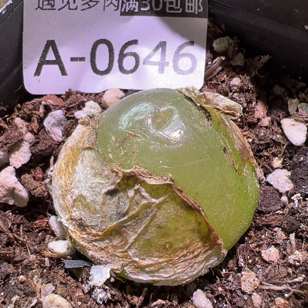 多肉植物111111111111