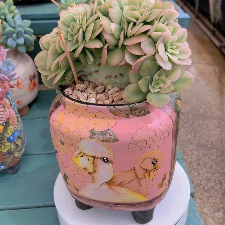 星那塔锦自然无砍群
