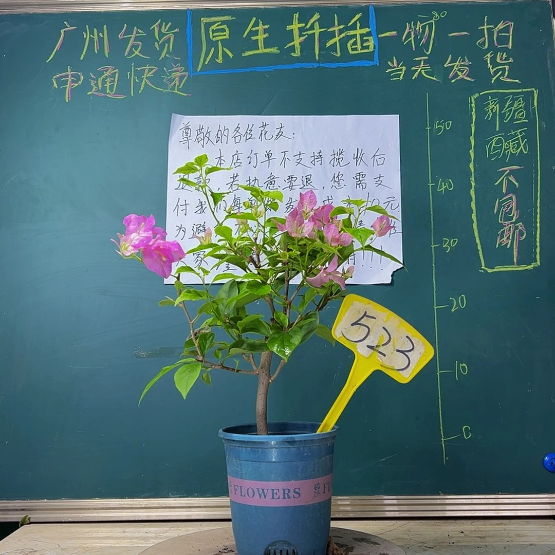 当前无花栽培后可以开花  口红  523