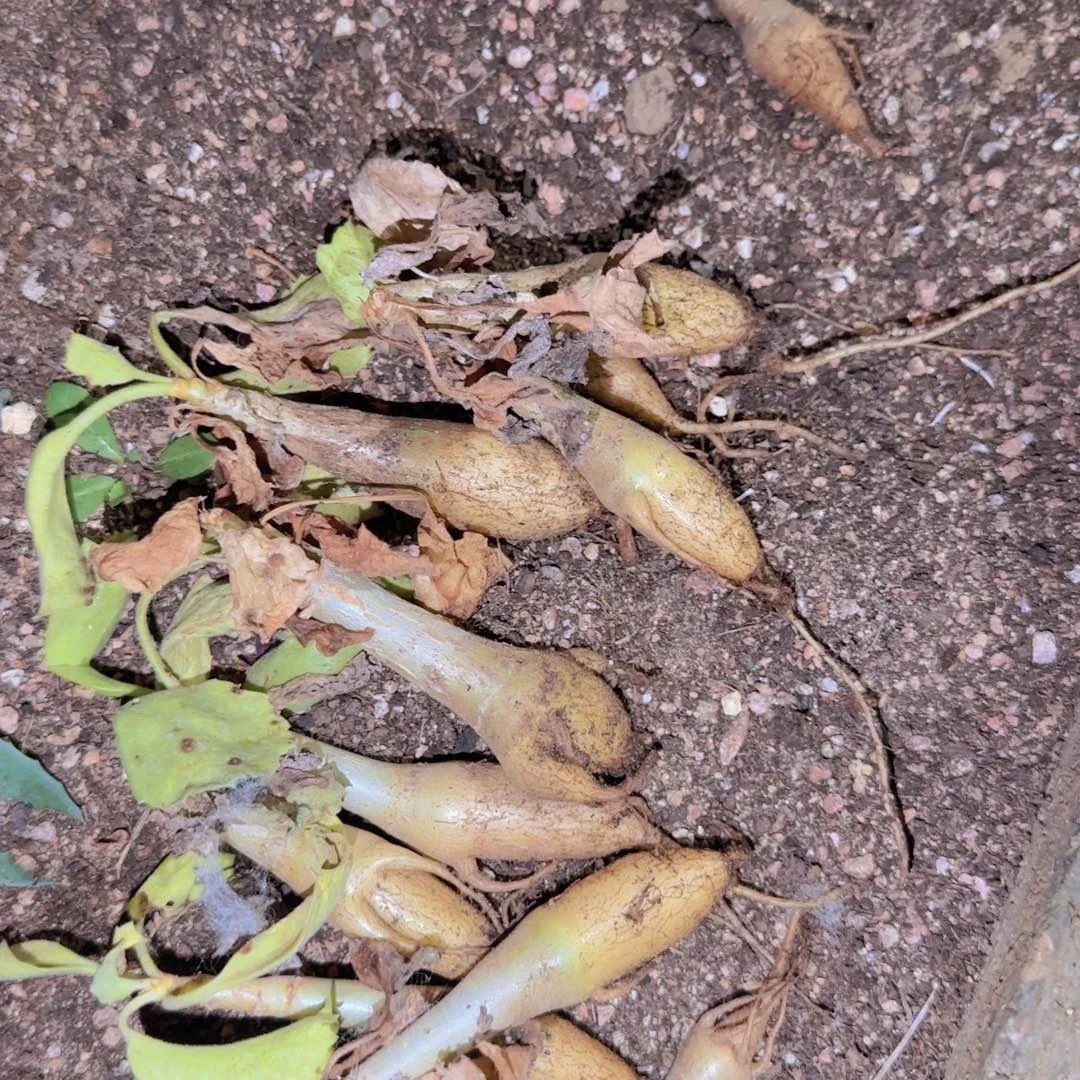 块根植物块根植物