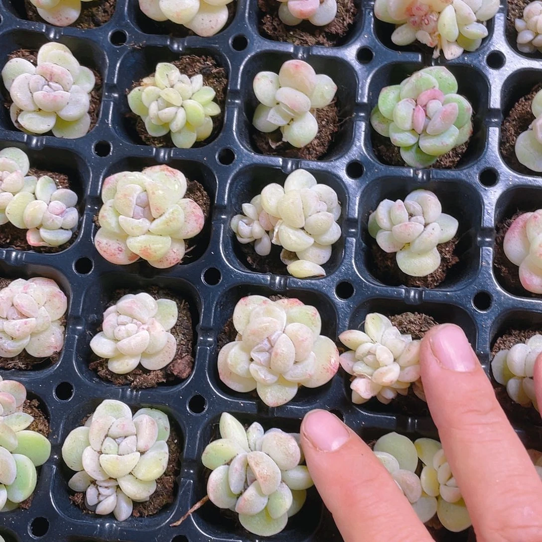 白体石化冰玉穴一个满25包邮