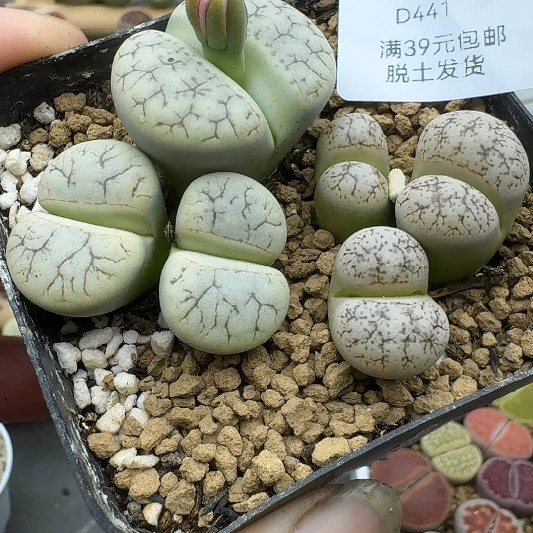 你***u441多肉哈哈哈哈哈哈哈