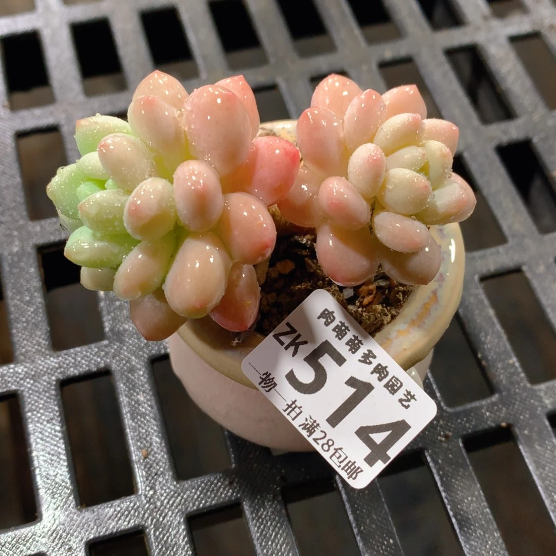 肉萌萌拇指盆精控多肉ZK514