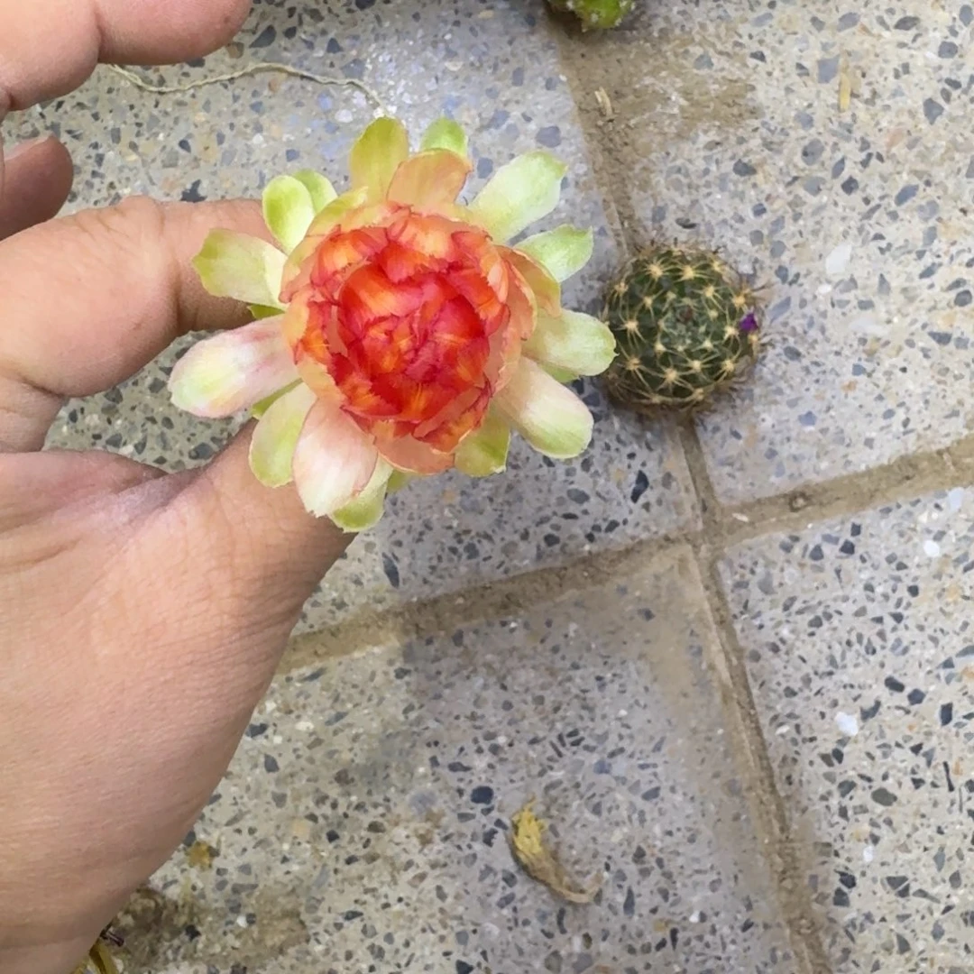 339丽花126歪无根侧牙3公分左右，20包邮