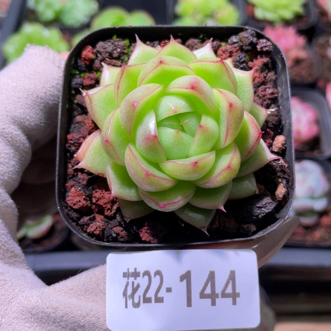 花利美22-144麦秆