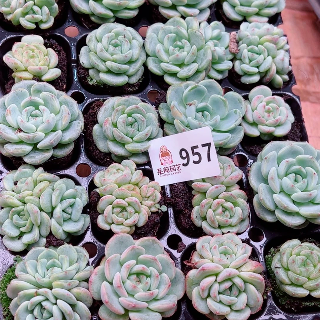 *****多肉植物多肉植物