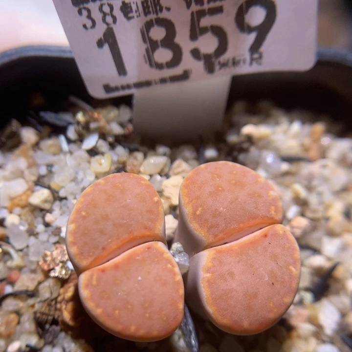 zzz精品生石花1859梦泽