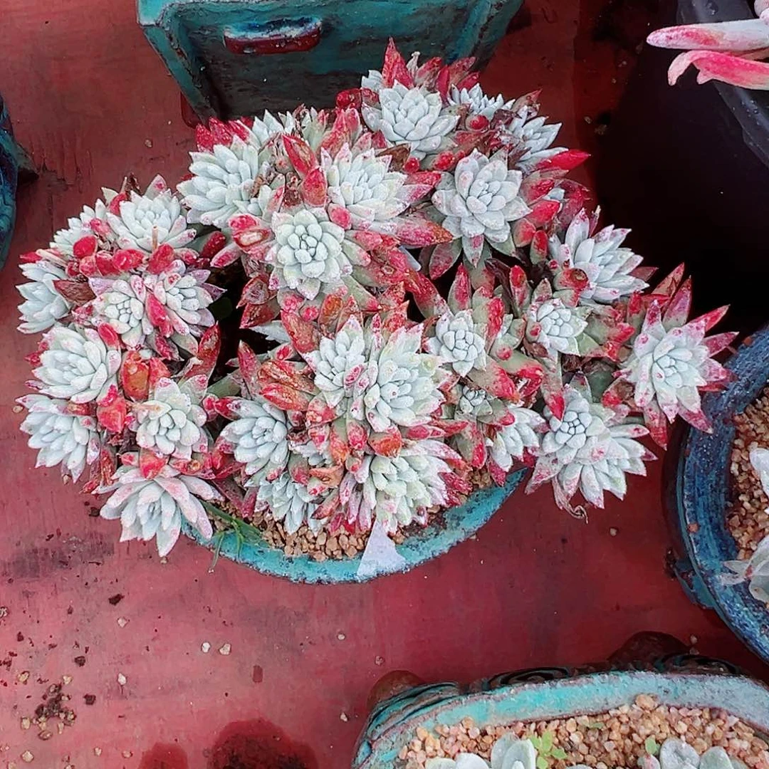 7505诺玛苹果叶白菊仙女杯