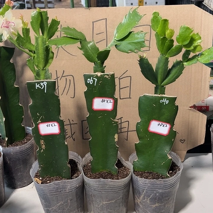 小***呀当前无花朵，栽培后可花朵k39-067-040