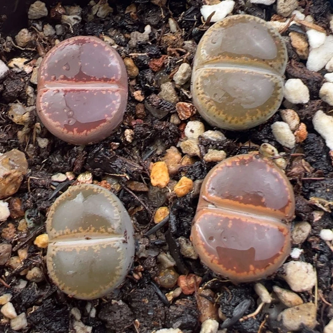 12.5好看的多肉脱土发货192