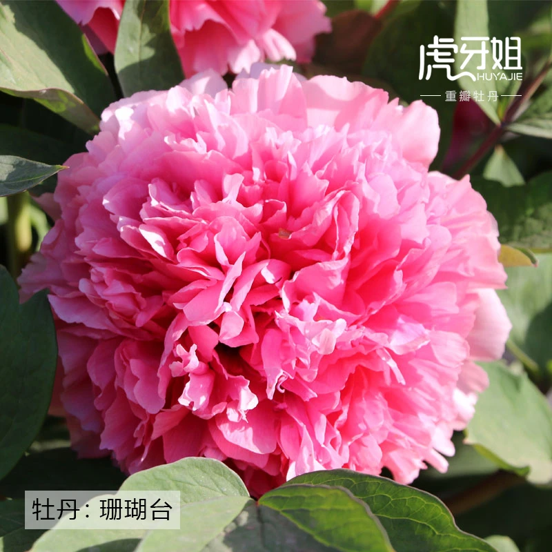 【珊瑚台】裸根牡丹包对版-庭院阳台花卉粉色重瓣大花