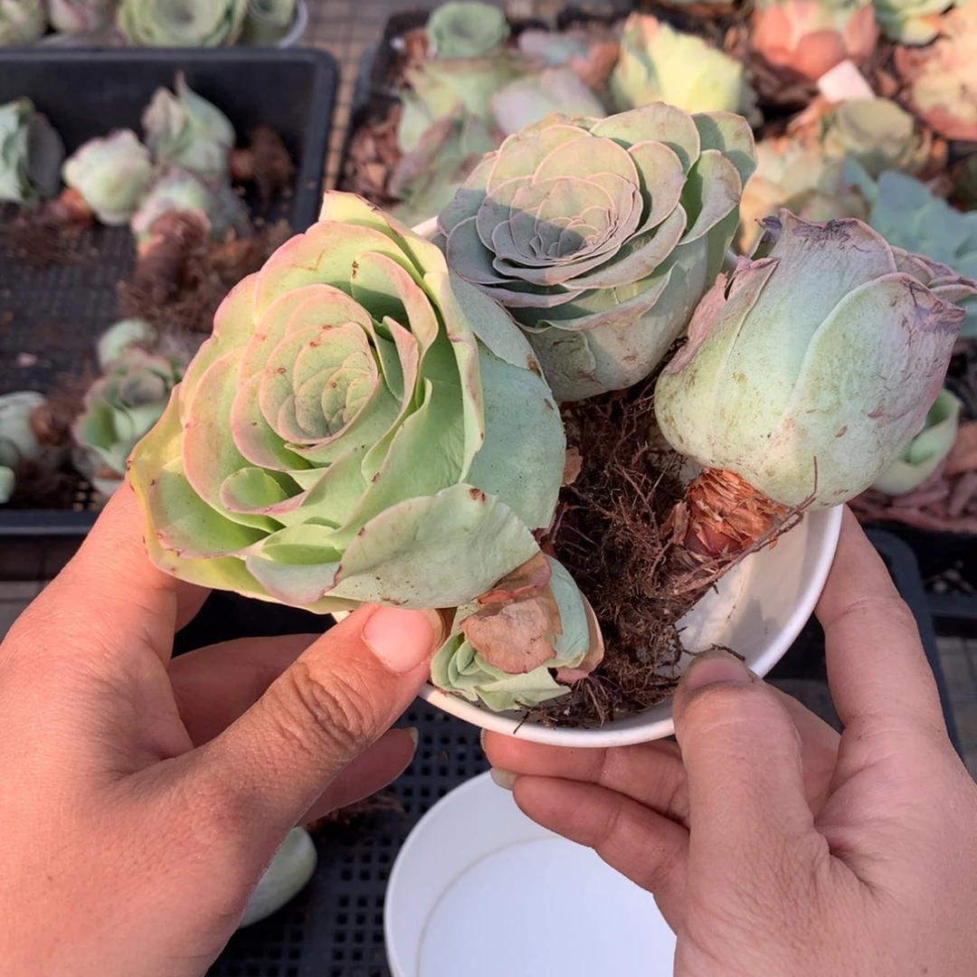 3颗多品种组合干瘪状态量拍