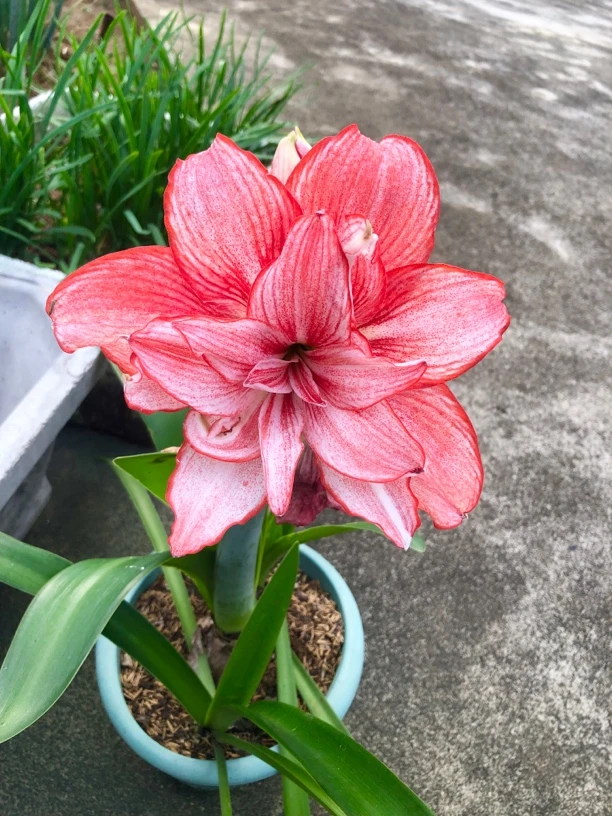 暖羊羊朱顶红 包对版 不包后期养护