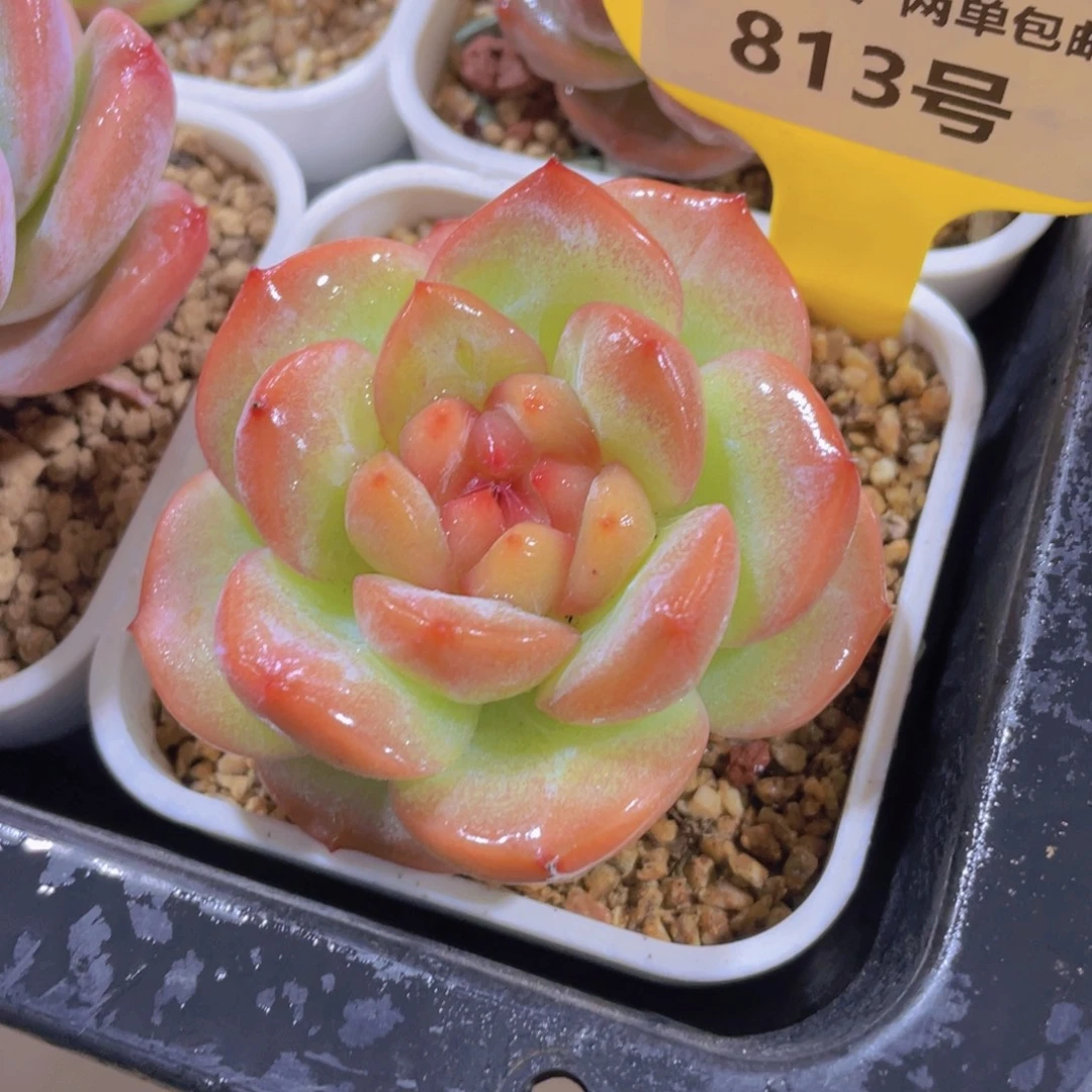 813号 宽叶冰透糖心孤品