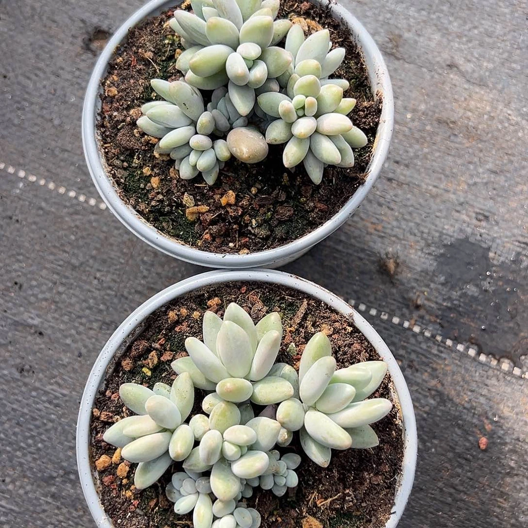 白兰地两个多肉植物