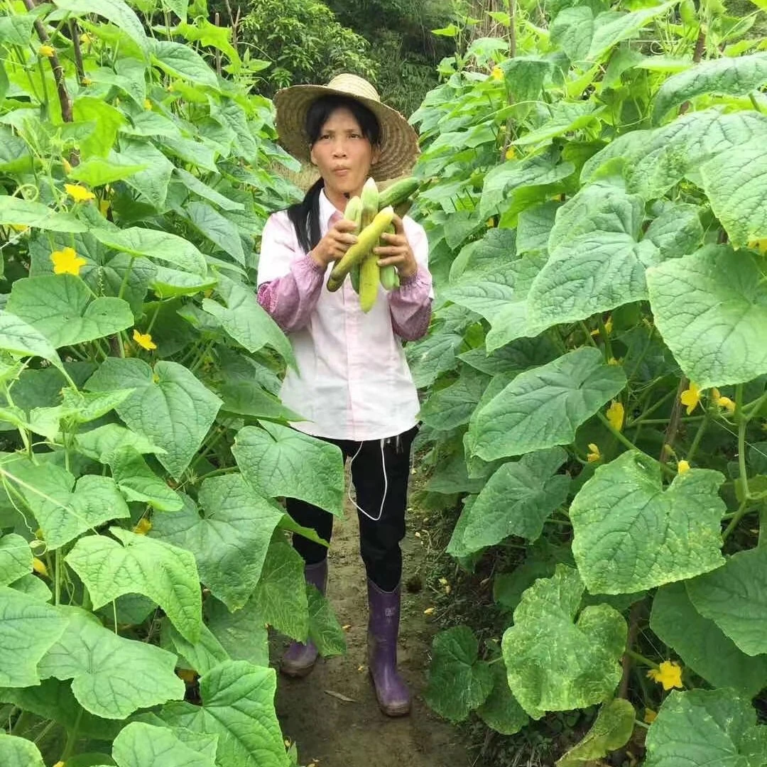 灵山新鲜黄瓜皮嘎嘣脆卜卜脆瓜皮爽脆开胃菜咸菜农家下饭菜