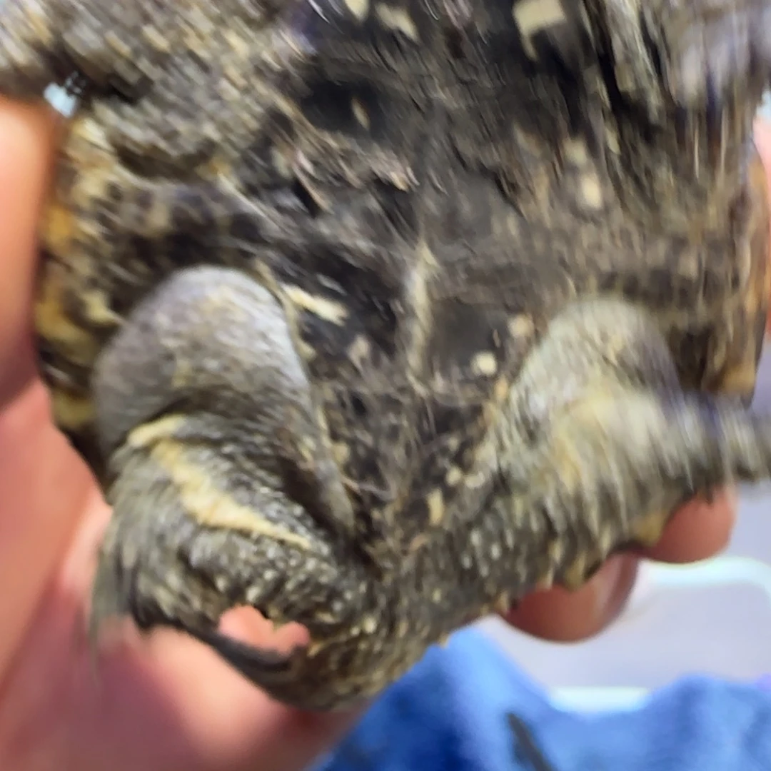 公母搭配绿毛龟，