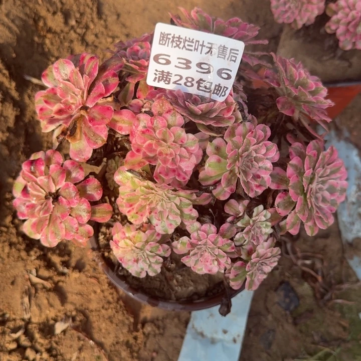 6396二号棚红铜壶丛林C