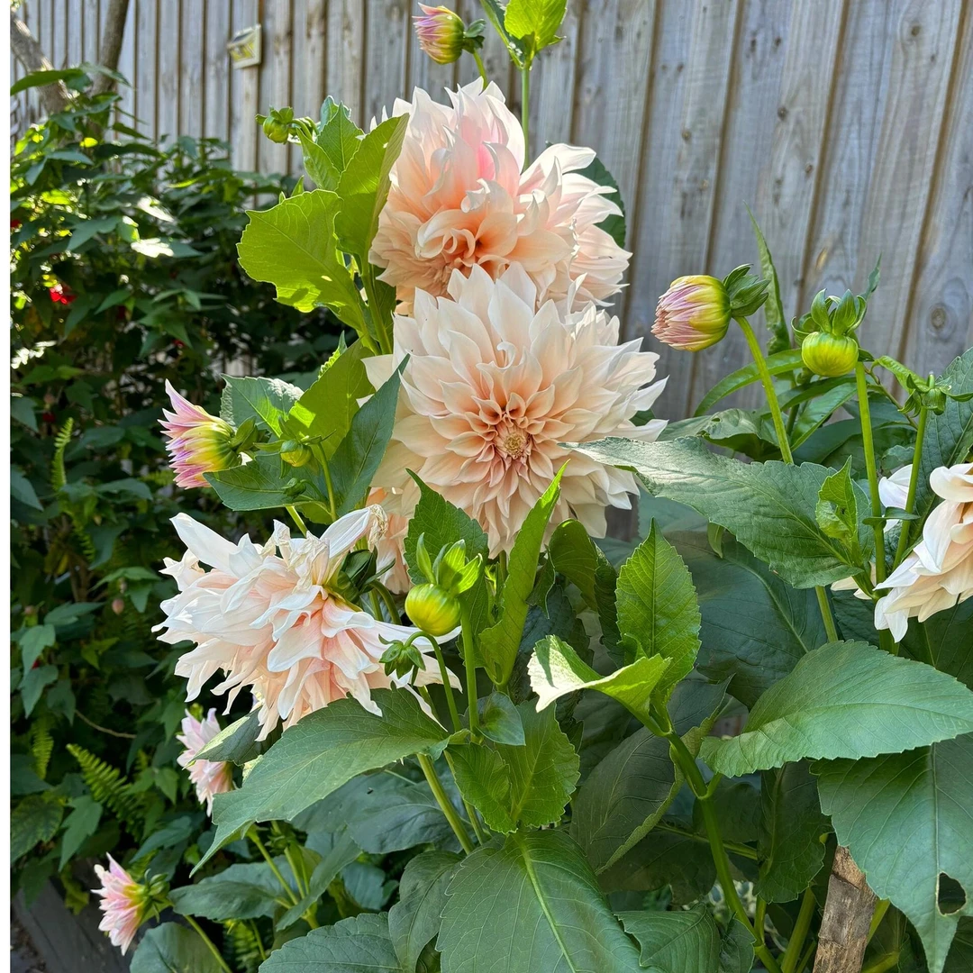 花苗大丽花小苗 穴盘苗多年生花卉 当年开花 花期长