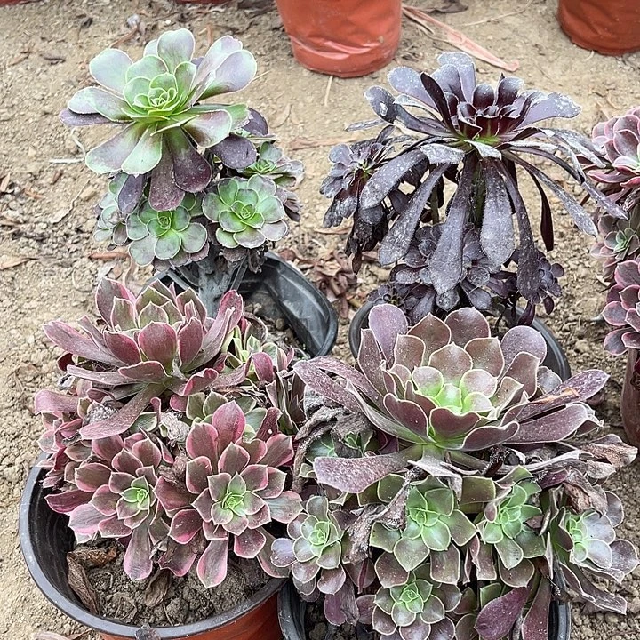 4棵玫瑰玫瑰玫瑰玫瑰