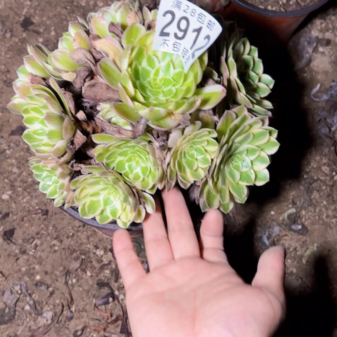 海王多肉植物法师2912