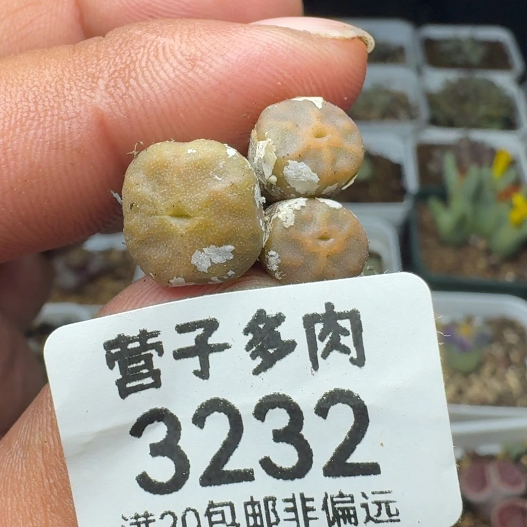 方烧。