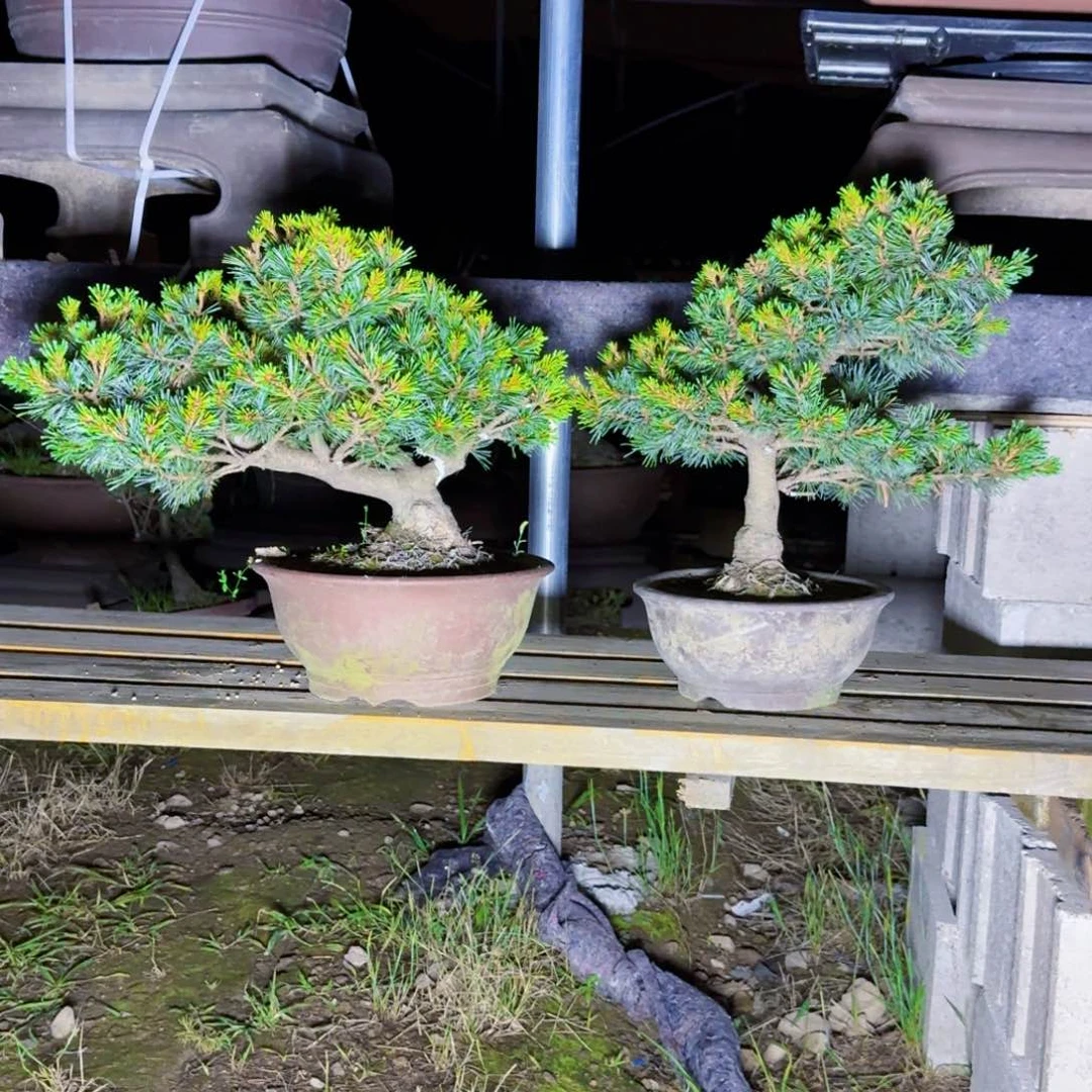 无花朵真*松树精品盆景