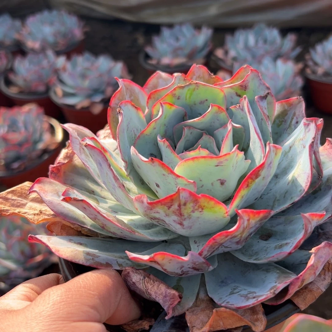 多肉植物多肉植物