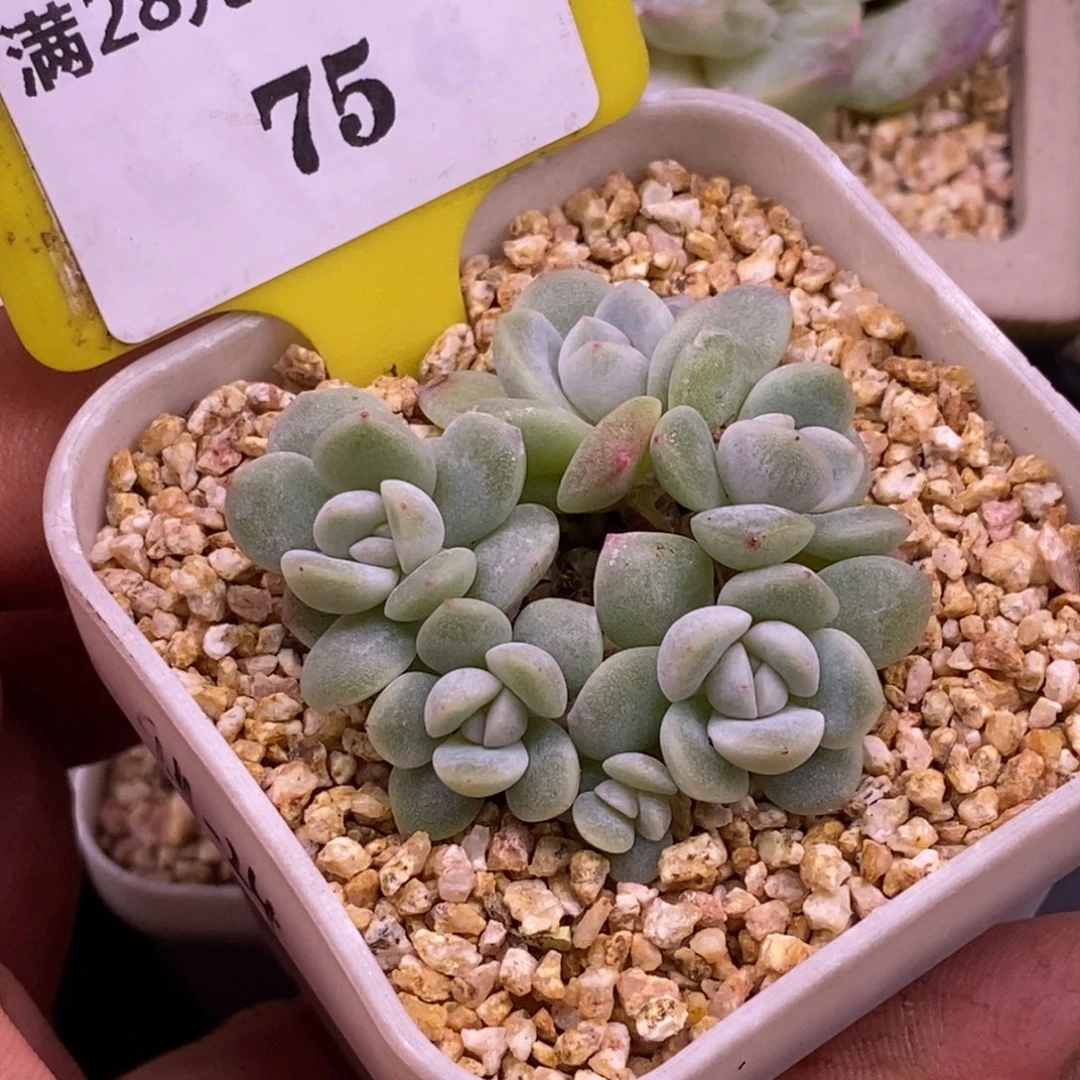 475冰玉小树6头群……