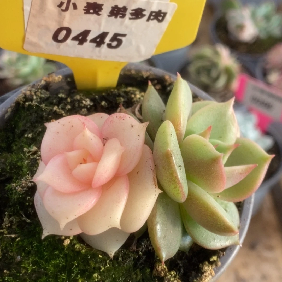 445贝加尔湖锦锦锦锦锦