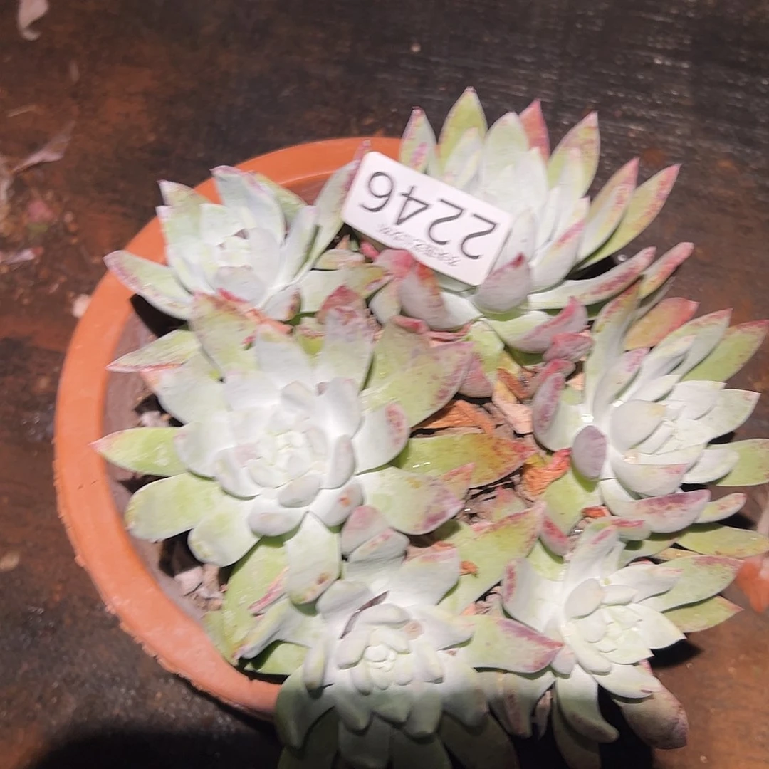 阿金尼仙女杯多肉。