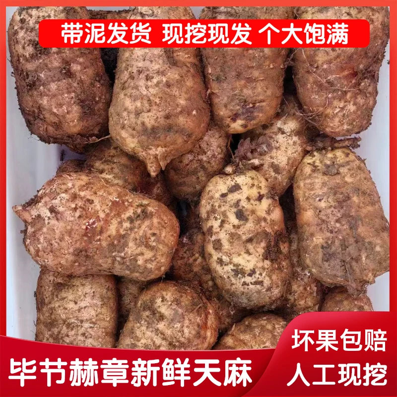 新鲜天麻高品质煲汤炖鸡产地直发个大饱满现挖现发野外种植带泥