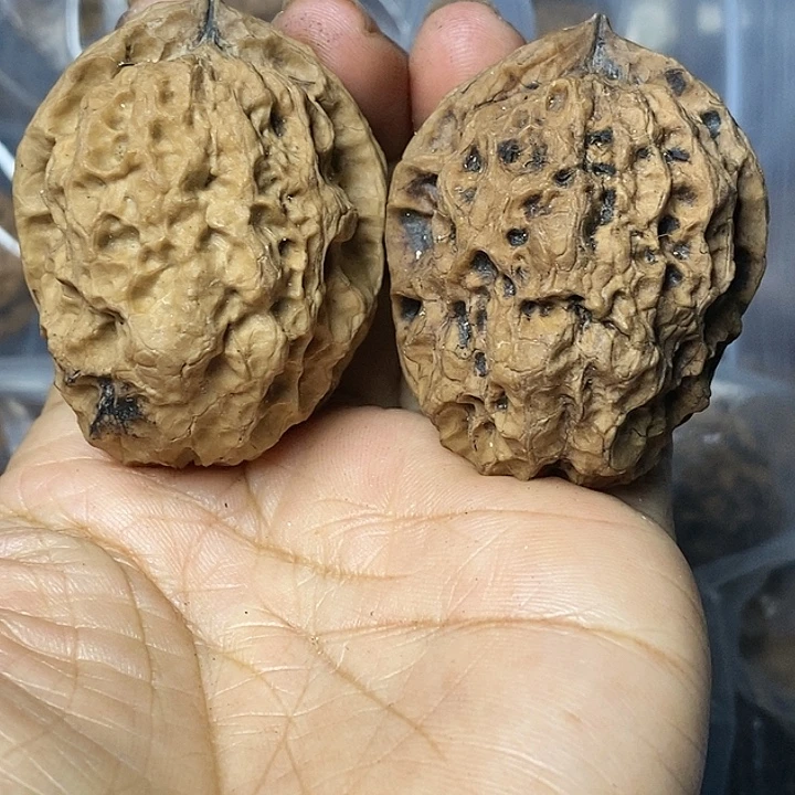 把件文玩核桃云南铁核桃89