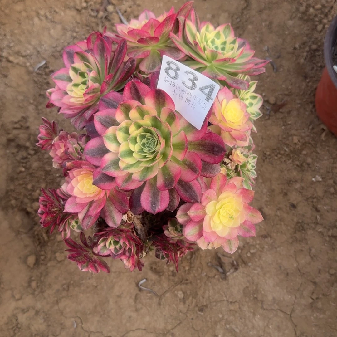 薛*军834号玉滋母本清棚不包损