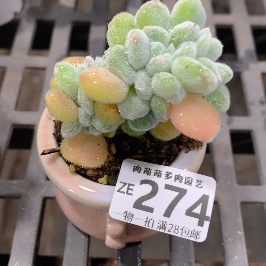 肉萌萌拇指盆精控多肉ZE274