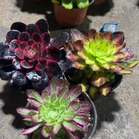 325多肉植物组合