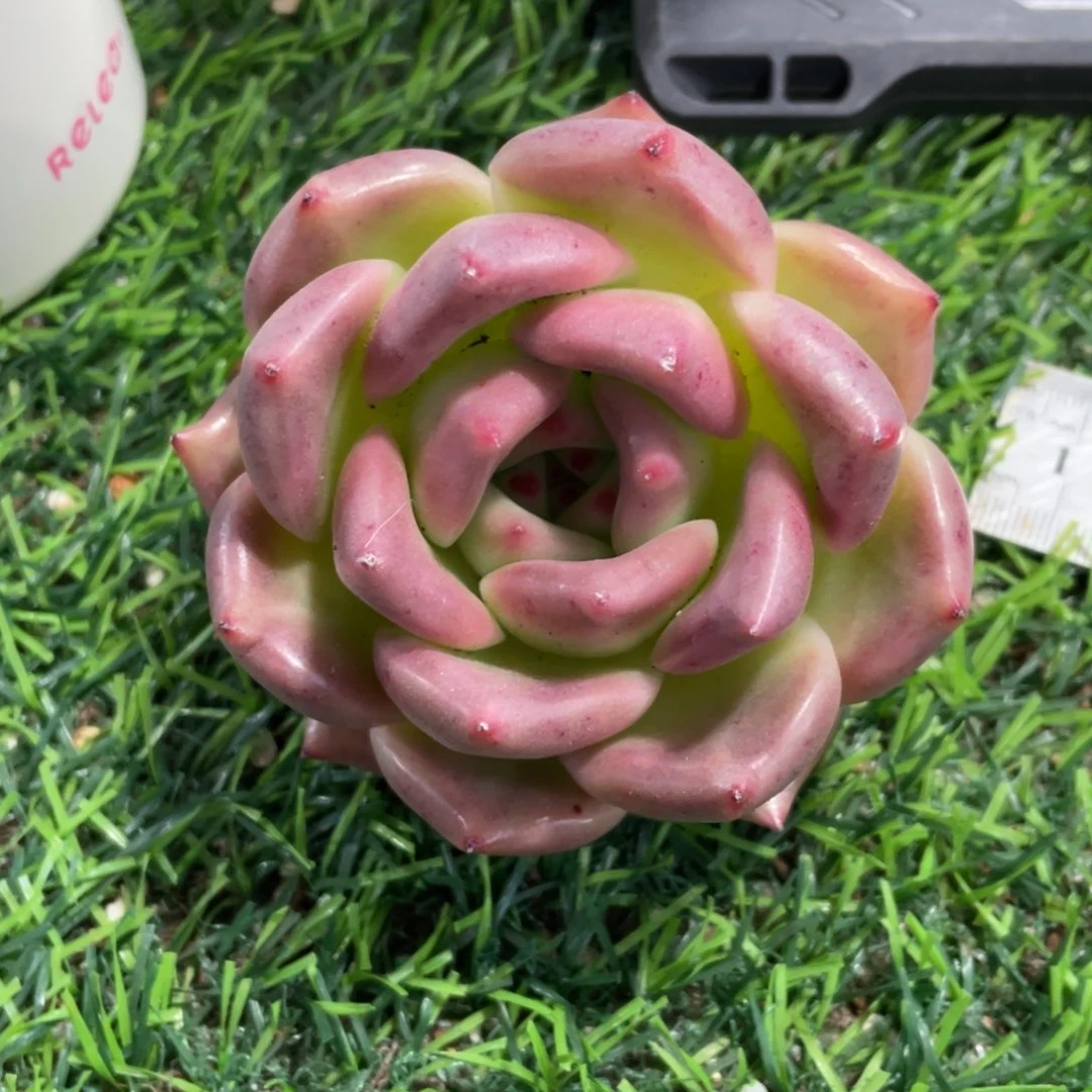 东云冠幅8 公分一物一拍