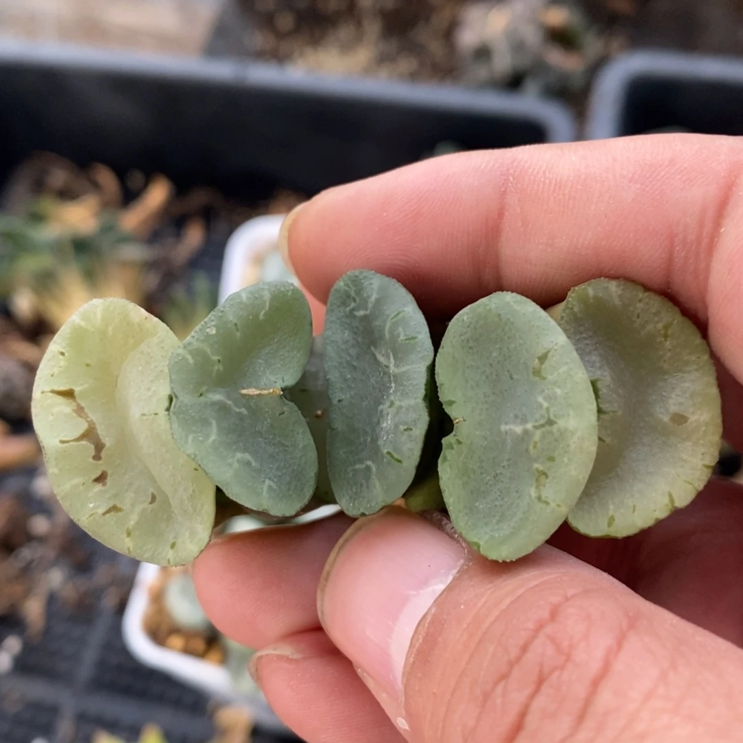 一颗大蓝镜玉扇。