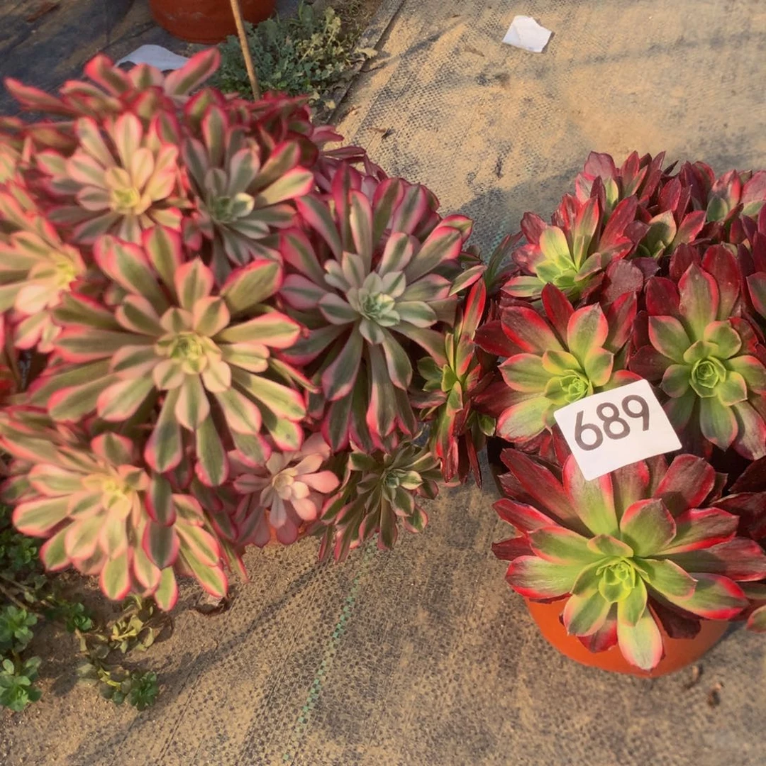 燕*689安娜多肉多肉植物