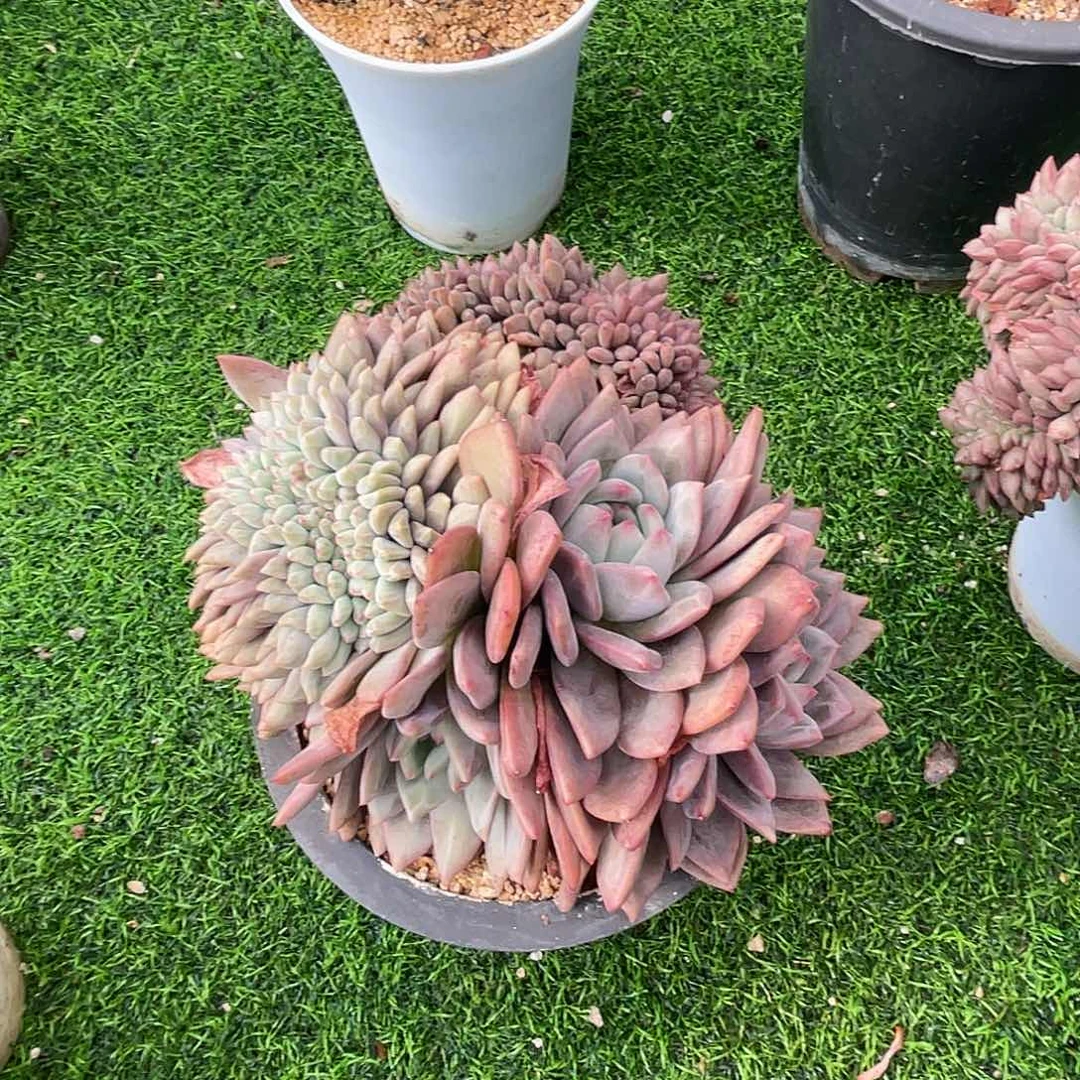 爱丽儿缀化老桩多肉植物