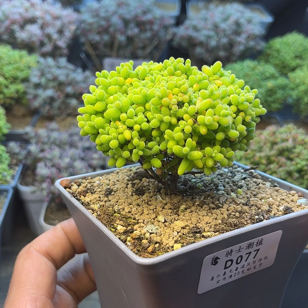 077蜜橘糖球枝干番杏