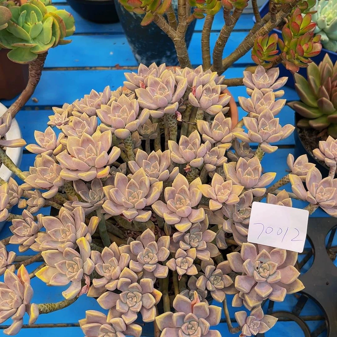 静阿伦培群70012