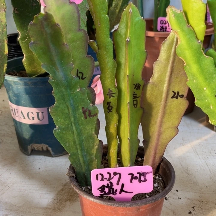 当前无花栽培后可以开花爱*人5色